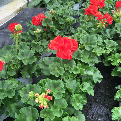 Geranium Droit Victor