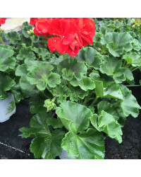 Geranium Droit Victor