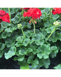 Geranium Droit Victor