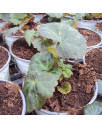 Begonia Tubereux Nonstop White