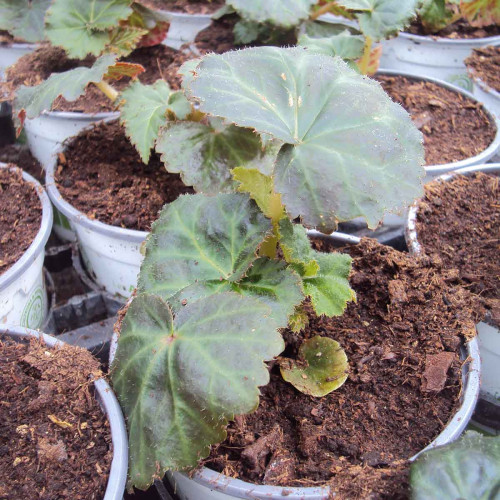 Begonia Tubereux Nonstop White