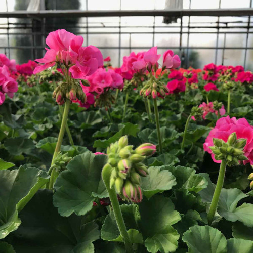 Geranium Droit Pinnacle  Celine rose