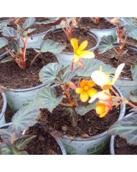 Begonia Glowing Embers