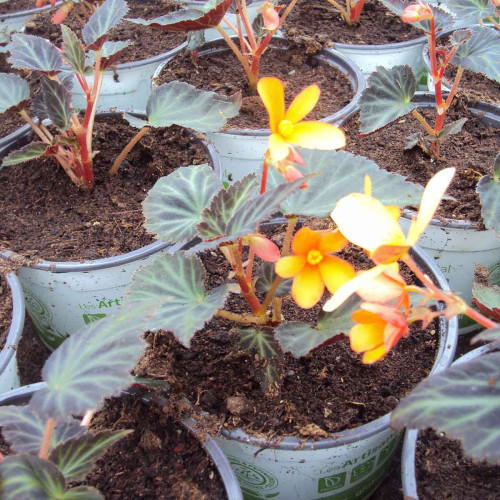 Begonia Glowing Embers