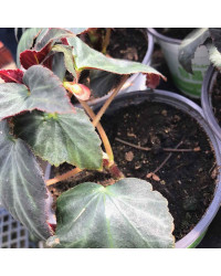 Begonia Glowing Embers