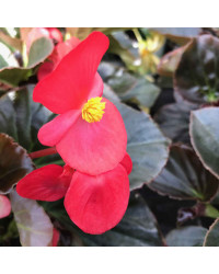 Begonia Big Red Bronze Leaf