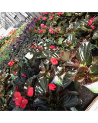 Begonia Big Red Bronze Leaf