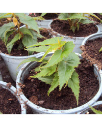 Begonia Summerwings Apricot Improved