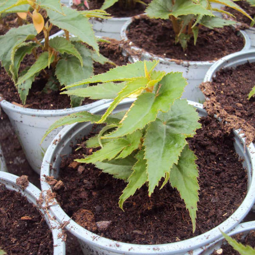 Begonia Summerwings Apricot Improved