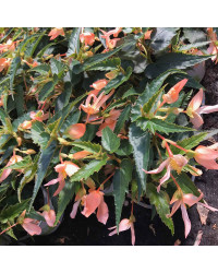 Begonia Summerwings Apricot Improved