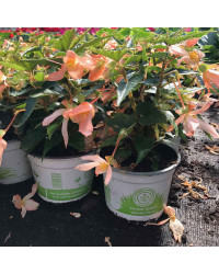 Begonia Summerwings Apricot Improved