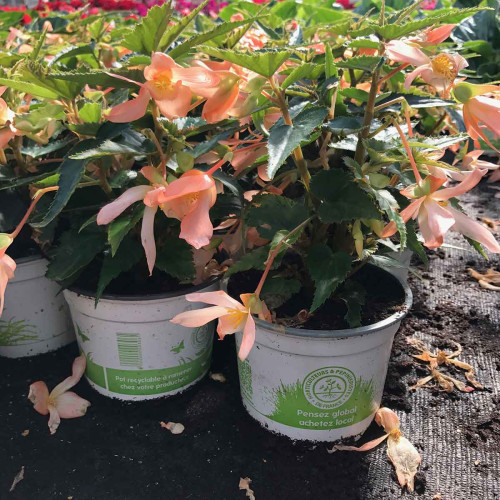 Begonia Summerwings Apricot Improved