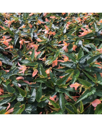 Begonia Summerwings Apricot Improved