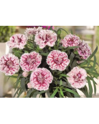 oeillet Dianthus Supertrouper Sissy