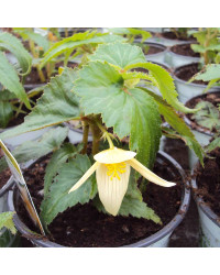 Begonia Summerwings Vanilla