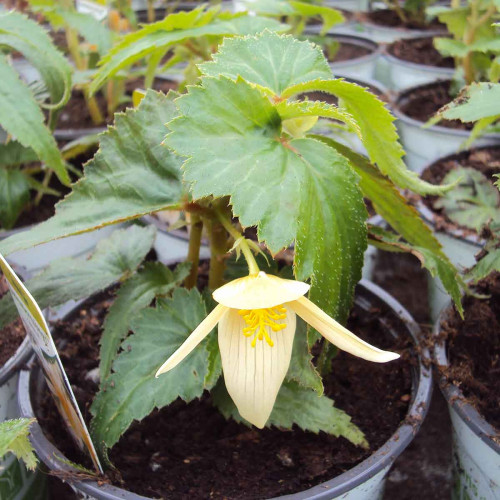 Begonia Summerwings Vanilla