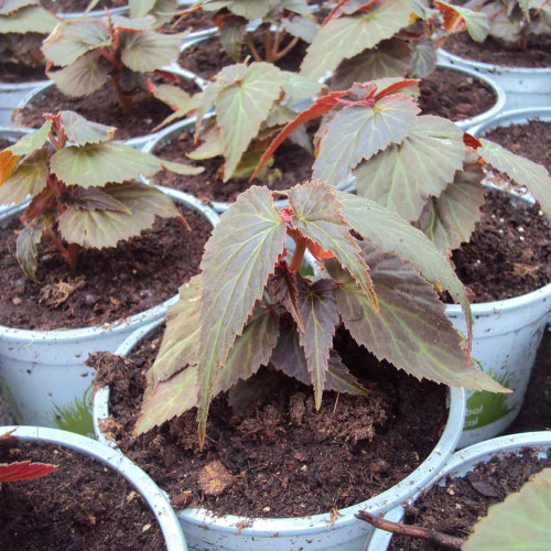 Begonia Summerwings Ebony Orange