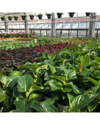 Begonia Dragon Wing Hybrida Dragon Wing Red