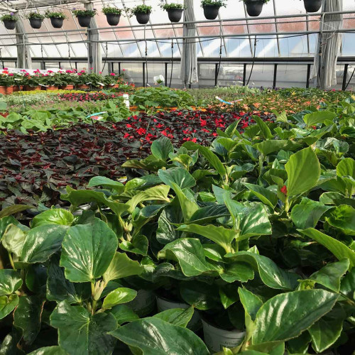 Begonia Dragon Wing Hybrida Dragon Wing Red