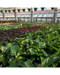 Begonia Dragon Wing Hybrida Dragon Wing Red