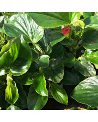 Begonia Dragon Wing Hybrida Dragon Wing Red