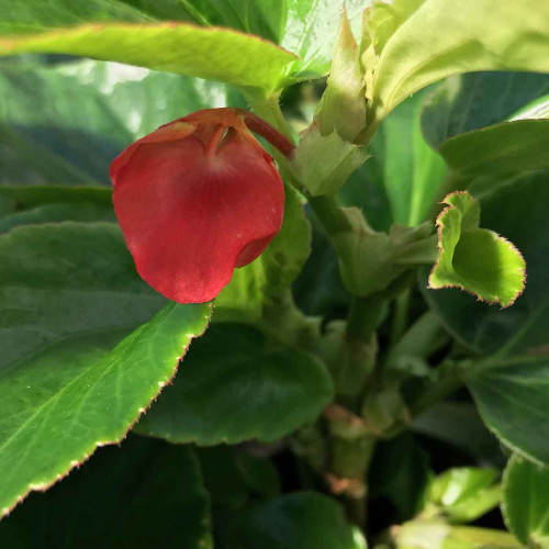 Begonia Dragon Wing Hybrida Dragon Wing Red