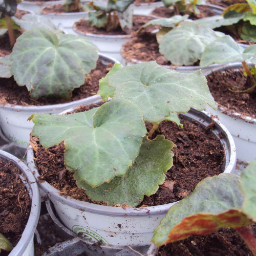 Begonia Tubereux Cameleon Cream Rose