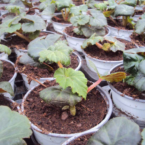 Begonia Tubereux Cameleon Red Yellow