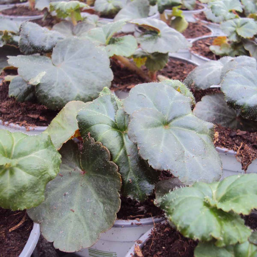 Begonia Tubereux Cameleon Red Yellow