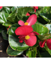 Begonia Big Red Green Leaf