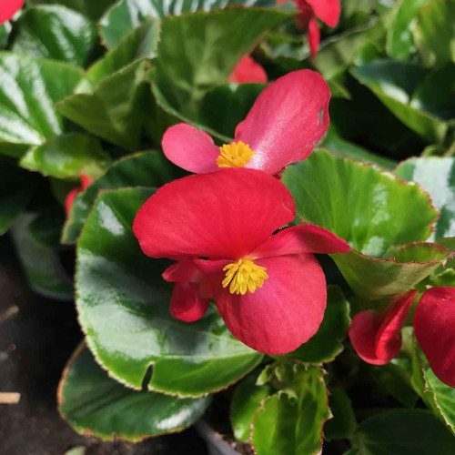 Begonia Big Red Green Leaf