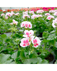Geranium Droit Americana White Splash
