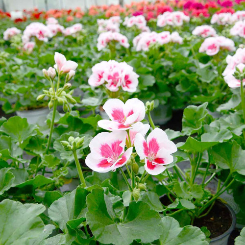 Geranium Droit Americana White Splash