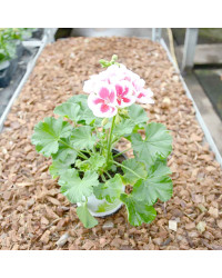 Geranium Droit Americana White Splash