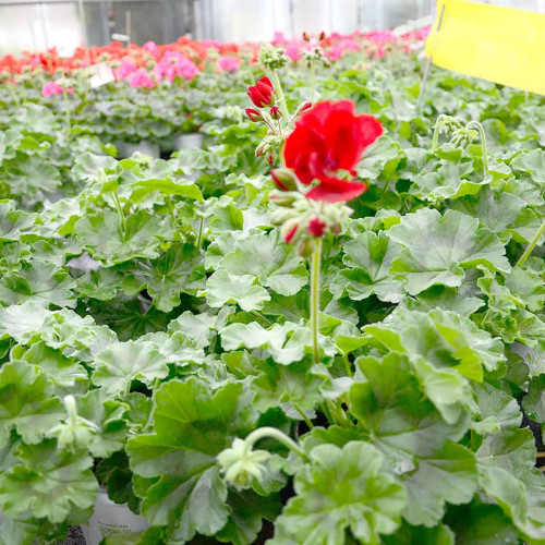 Geranium Lierre Double Calliope Dark Red