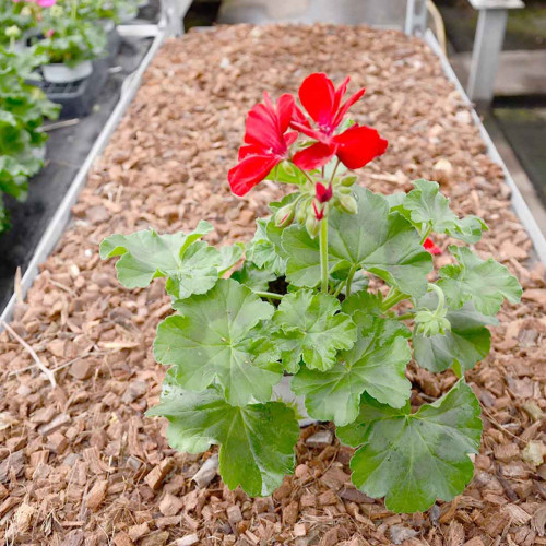 Geranium Lierre Double Calliope Dark Red