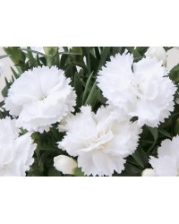 Oeillet Dianthus Supertrouper Witta