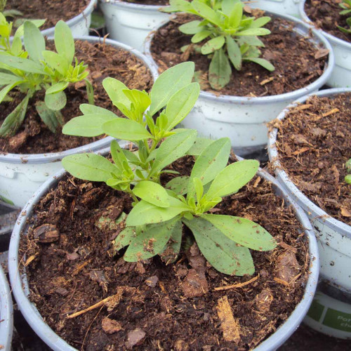 Calibrachoa Hybrida Deep Blue