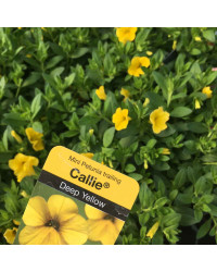 Calibrachoa Hybrida Deep Yellow
