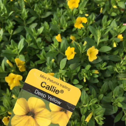 Calibrachoa Hybrida Deep Yellow