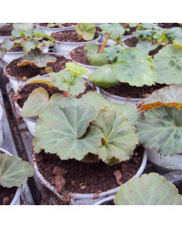 Begonia Tubereux Nonstop rouge