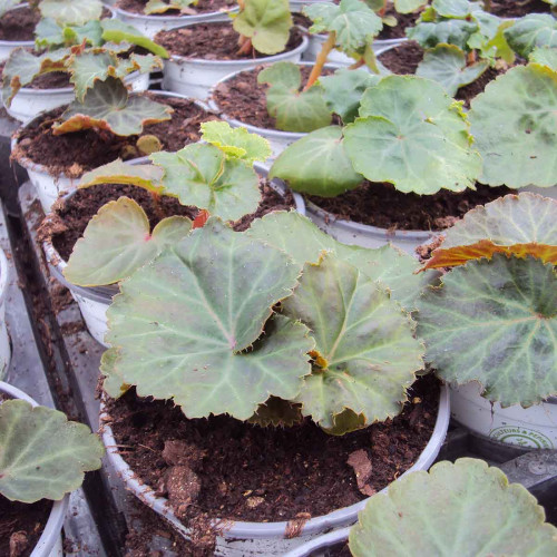 Begonia Tubereux Nonstop rouge