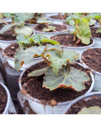 Begonia Tubereux Nonstop rouge