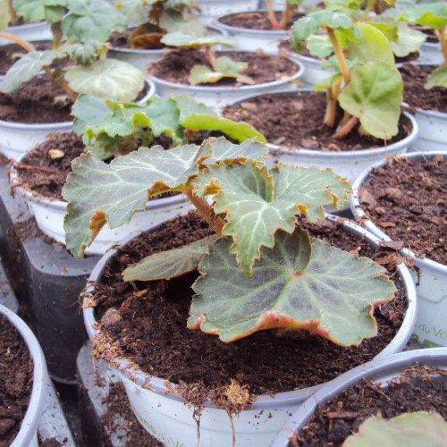 Begonia Tubereux Nonstop rouge