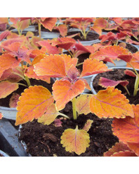 Coleus Wall Street
