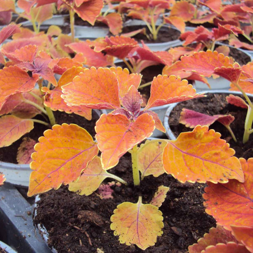 Coleus Wall Street