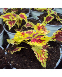 Coleus Oxford Street