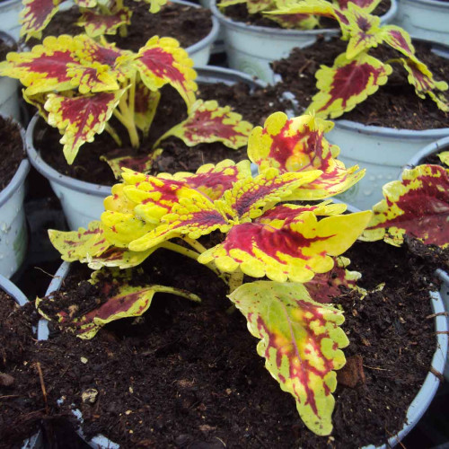 Coleus Oxford Street