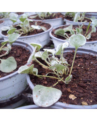 Dichondra Silverfalls