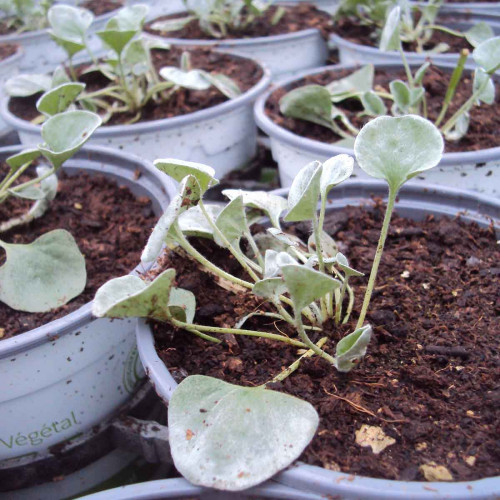 Dichondra Silverfalls